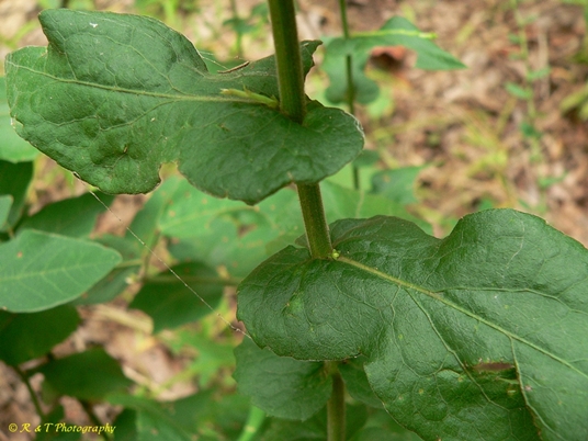 {Solidago auriculata}